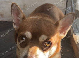 Chihuahua ready for a good home