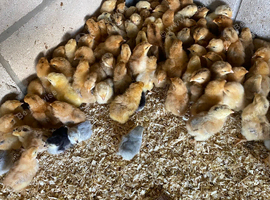 Green blue egg laying sexed pullet chicks