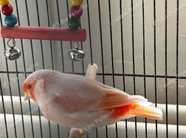 Mosaic hen canary