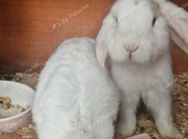 Two Male Lop-Eared Rabbits &ndash; Looking for a Loving Home