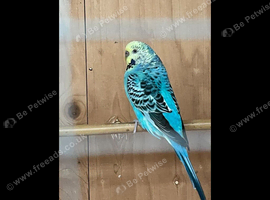 Budgies for sale
