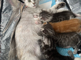Persian tabby
