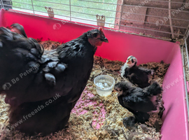 Pekin Bantams