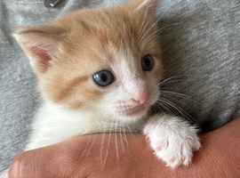 Kitten for sale