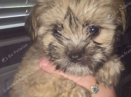 Shih cross