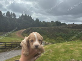 Cocker spaniel pups for sale