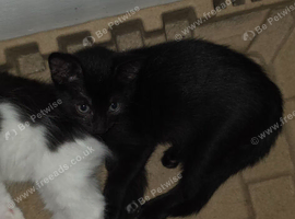 Black male kitten