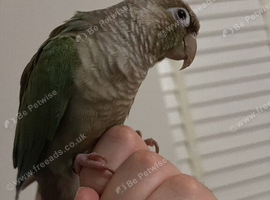 Blue Cinnamon Green-Cheeked Conure - Tame, Talking