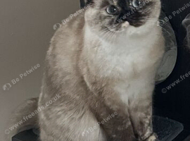 Beautiful Female BSH
