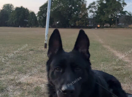 German shepherd looking for loving home