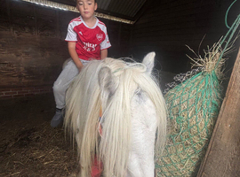 Super safe family friend / show pony