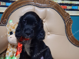 Only 1 gorgeous kc Cocker spaniel puppy left