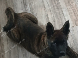 American Akita