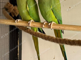 Proven breeding pair of Indian ring necks
