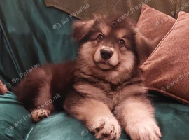 KC Reg, long coated GSD puppies, Leicestershire