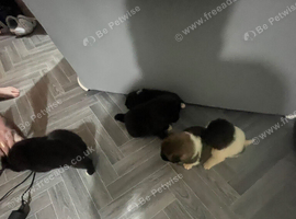 3 Akita puppies left