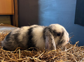 Baby mini lops