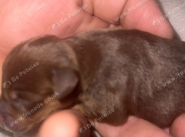 Mini jack Russel terriers
