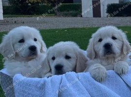 * BEAUTIFUL GOLDEN RETRIEVER PUPPIES - 2 MALES & 2 FEMALES *