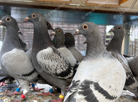 Babies Racing pigeons  2026