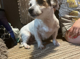 Toy poodle x miniature jack boy