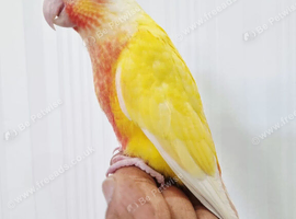 Stunning baby lutino conure