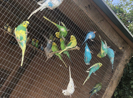 Semi tame baby budgies