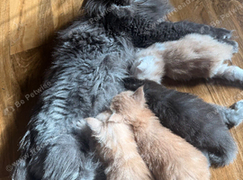 Tica registered Maine Coon kittens
