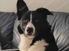 Male, short haired border collie