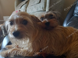 2 dogs for sell