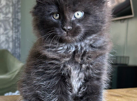 Beautiful Mainecoon kittens