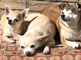 Short coat chihuahua