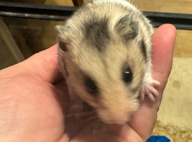3 baby hamsters looking for new homes
