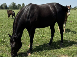 Beautiful Jet Black American Quarter Horse Filly
