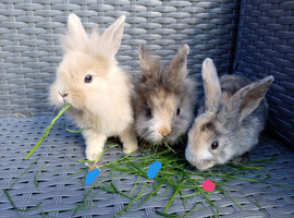 Mini Lop cross Lionheads super friendly!