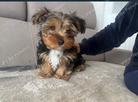 18 week old Yorkshire terrier
