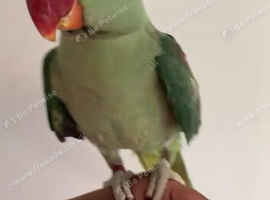 Baby alexandrine