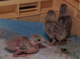 Baby chinese painted button quail