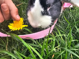 Young male rabbit