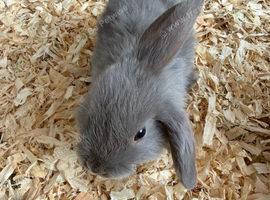 Mini lops 8 weeks old male & females