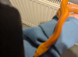 2 female corn snakes