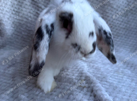 Ready to leave mini lop boy