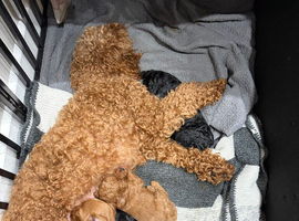 Cockapoos stunning litter