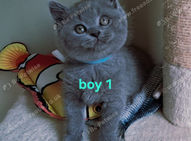 British shorthair kittens
