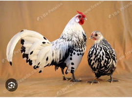 wanted hamburgs trio or pair