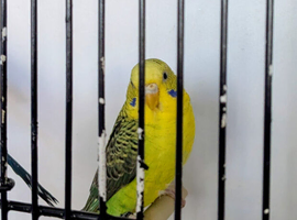 Blackwing budgies