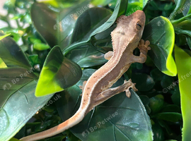 Lilly white crested gecko