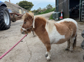 Little popit miniature Shetland