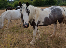 Yearling cob mare