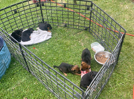 Black and Tan Lakeland patterdale puppies